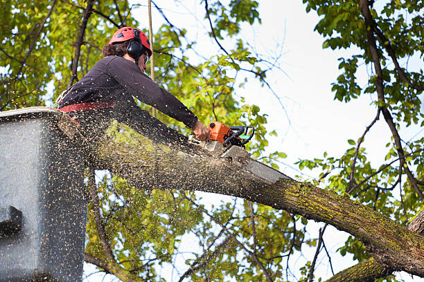 Best Tree Maintenance Programs  in Bath, ME